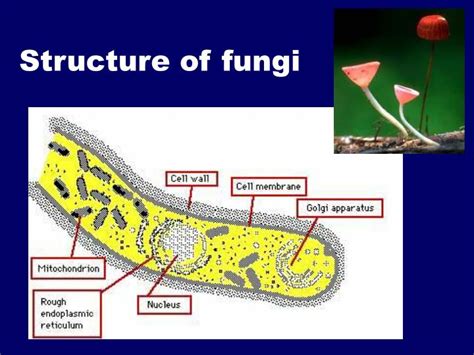 The Structure Of Fungi