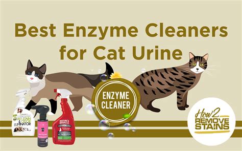 Top 9 Best Enzyme Cleaners for Cat Urine [ Detailed Answer ]