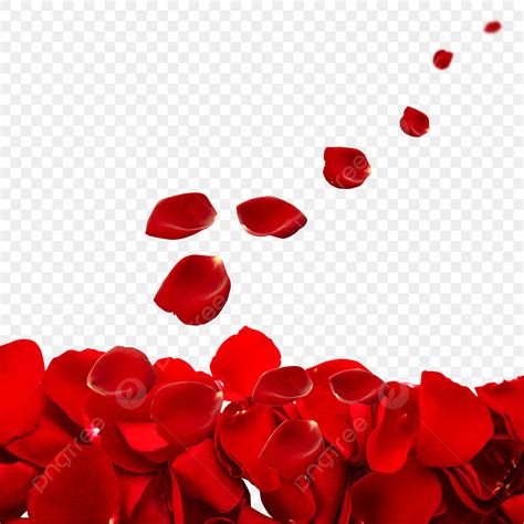 Scattered Petals PNG Transparent, Red Rose Petals Scattered All Over ...