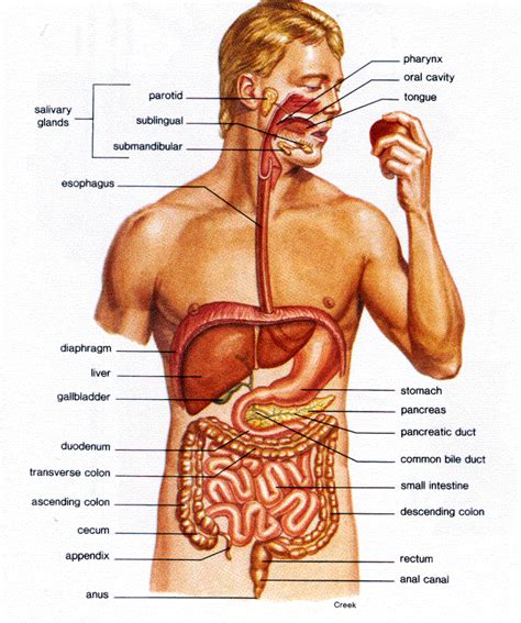 Fitness Egypt: Digestive system for human in nutrition