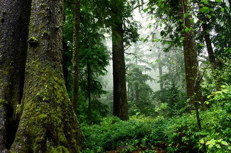 Old Growth Forest, Oswald West State Park, Oregon | Old Grow… | Flickr