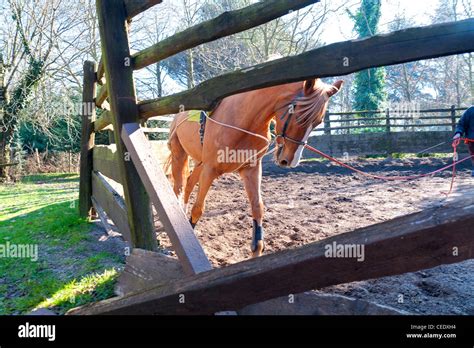 Galloping horse hi-res stock photography and images - Alamy