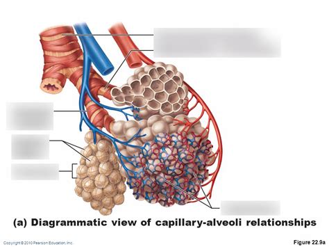 Alveolar Duct Alveolar Sac Alveolus Pulmonary Arteriole Pulmonary Capillaries