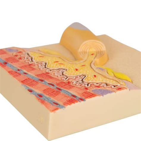 Motor End Plate - 1000236 - 3B Scientific - C40/4 - Anatomical Models - Anatomy Teaching Models ...