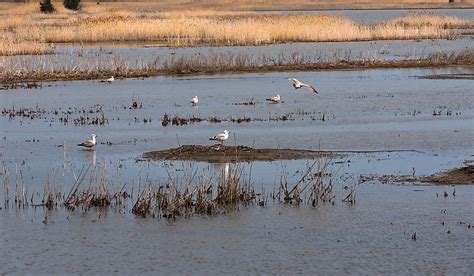 What Is A Salt Marsh And How Is It Formed? - WorldAtlas