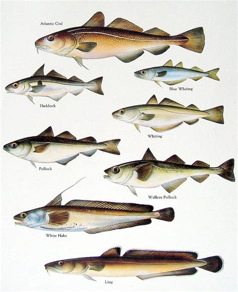 Polar and Atlantic cod share habitat, but not diet (Constantine ...