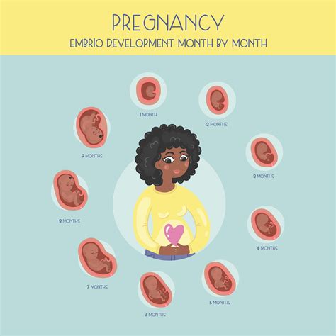 Pregnancy stages :: Behance