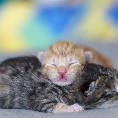 newborn kitten orange poop - Captions Casual