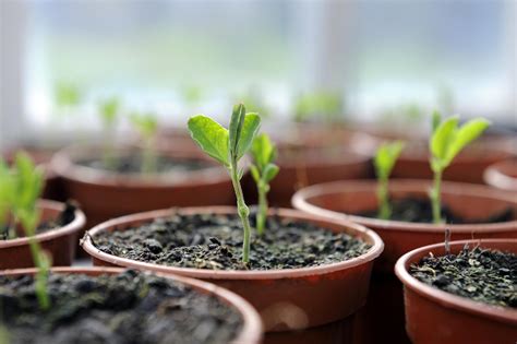 How to Care for Plant Seedlings