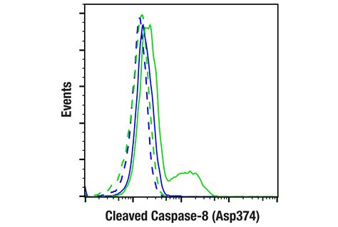 Cleaved Caspase-8 (Asp374) (E6H8S) Rabbit mAb | Cell Signaling Technology