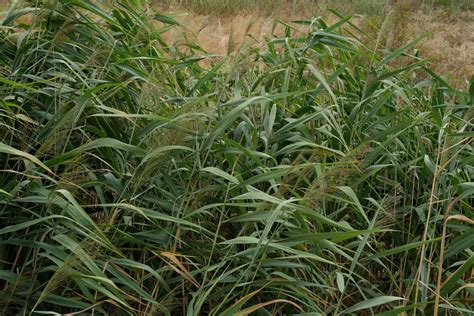 Phragmites australis