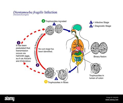 Dientamoebiasis life cycle. Diagram of the life cycle of the protozoan ...