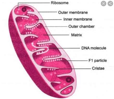 [Solved] Draw a labelled diagram of mitochondria write the function of mitochondria . - Brainly.in