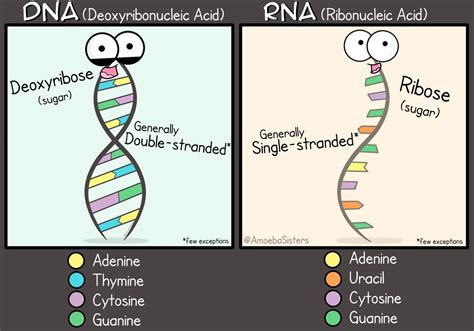 Dna and Rna Difference