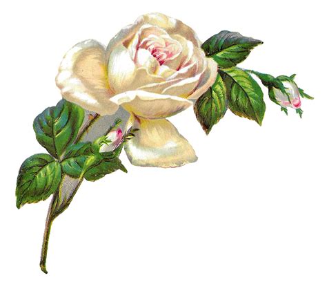 Antique Images: White Rose Shabby Chic Flower Image Clip Art Botanical Illustration