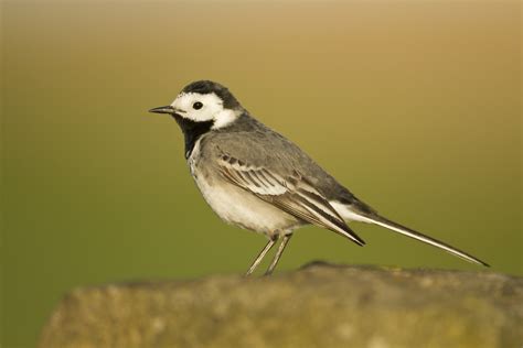 Grey Wagtails Uk | informacionpublica.svet.gob.gt