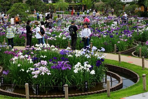 Beautiful Horikiri Iris Garden in Tokyo: a walk through - Practical Japan