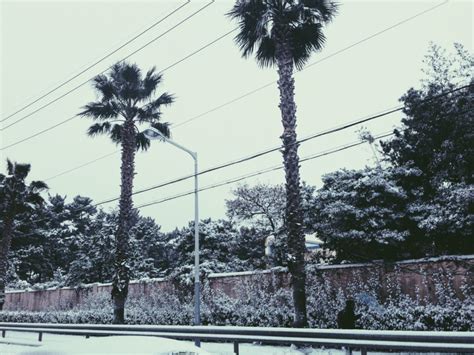 The Jeju Island Winter That Shut Down the "Hawaii of Korea" | Television of Nomads