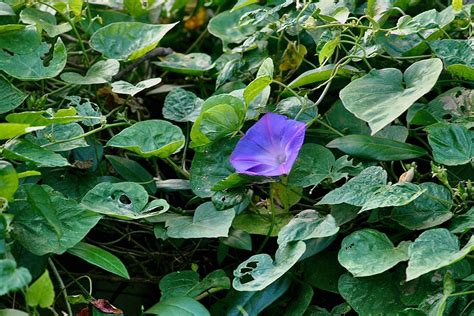 Ocean-Blue Morning Glory