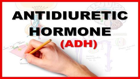 What role does ADH hormone play? | Vinmec