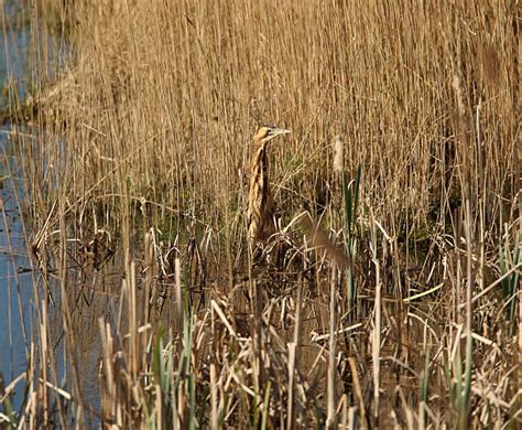 30+ Bittern Camouflage Pond Reed Stock Photos, Pictures & Royalty-Free ...