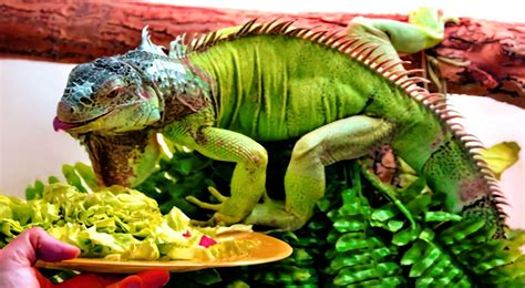 Iguana Food & Diet %%sep%% %%sitename%%