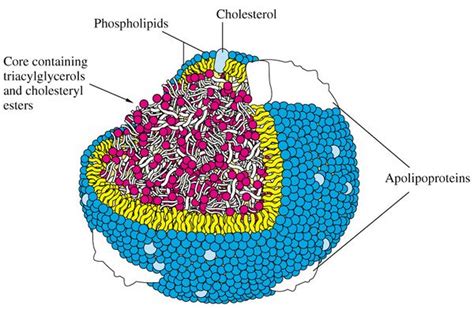 User:Johnsy/Lipoprotein Modelling/Lipoprotein Structure and Function ...