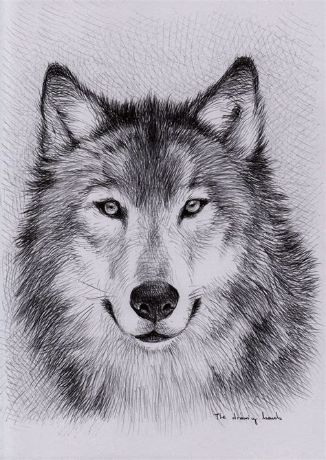 Wolf Study, 2011 - Ball Pen on A4 office paper (8.3x11.7 in) Watch how ...