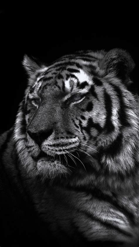 Tiger Dark Wallpapers - Wallpaper Cave