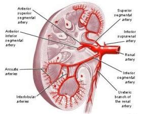 Arcuate arteries of the kidney - Definition, Appearance and Location