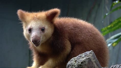 Baby tree kangaroo arrives at Singapore Zoo - Alvinology