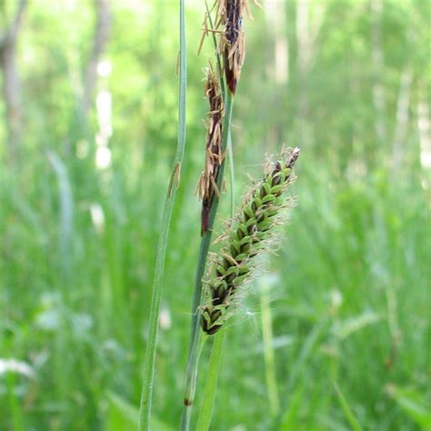 Seeds of Glaucous Sedge - CAREX FLACCA - The Original Garden