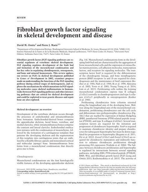 (PDF) Fibroblast growth factor signaling in skeletal development and disease