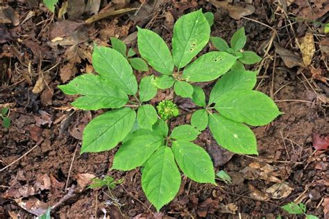 100 American Ginseng Seeds Stratified Panax Quinquefolius - Etsy