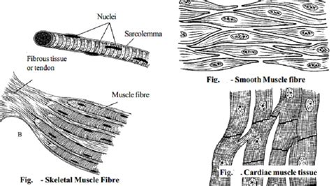 Types of muscle tissues