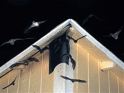 Bat Trapping - How To Trap Bats