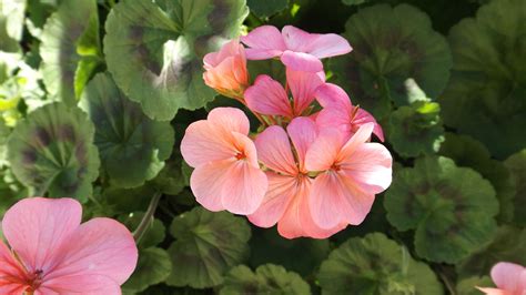 Pink Geraniums Pink Geranium, Geraniums, Rose, Flowers, Plants, Pink, Plant, Roses, Royal Icing ...