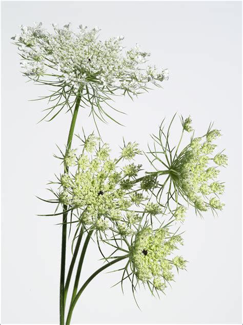 Queen Anne’s Lace—Edible Weeds | Hakusan Creation