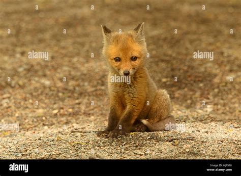 Red fox baby jumping hi-res stock photography and images - Alamy