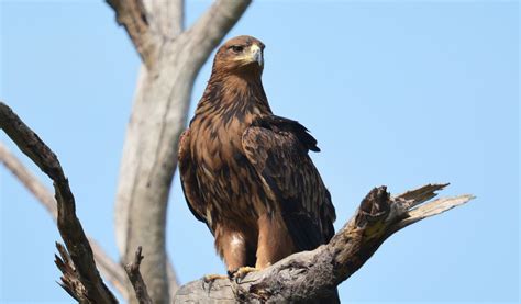 Tawny Eagle - Facts, Diet & Habitat Information