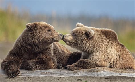 The Majestic Wildlife of Canada's Boreal Forest - Nature TTL