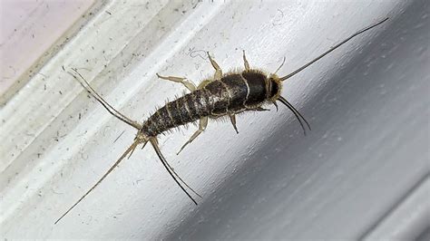 11 Different Types of Silverfish (w/ Pictures) – RidMyCritters.com