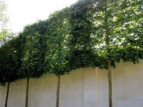 Landscape Solutions: Create Privacy and Screening