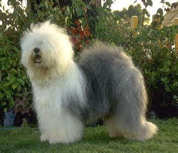 Old English Sheepdog - Old English Sheepdogs Photo (32108724) - Fanpop