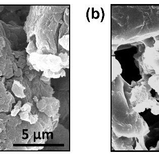 SEM images of (a) PNIPAm-co-PAAm HG; and (b) PNIPAm-co-PAAm HG@Cur ...