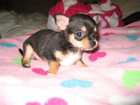 Beautiful Lively Tiny Black &Tan Teacup Female Chihuahua Puppy Crystal ...