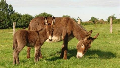 Похожее изображение Camel, Horses, Animals, Normandie, Animales ...