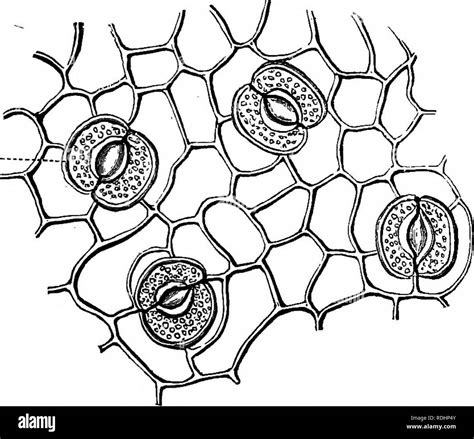 Plant cells microscope Black and White Stock Photos & Images - Alamy