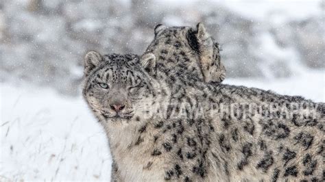 Photos Mongolia | Conservation Photography | Photo Tours and Workshops in Mongolia