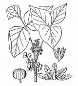 Poison Ivy Plant Coloring Pages Sketch Page sketch template